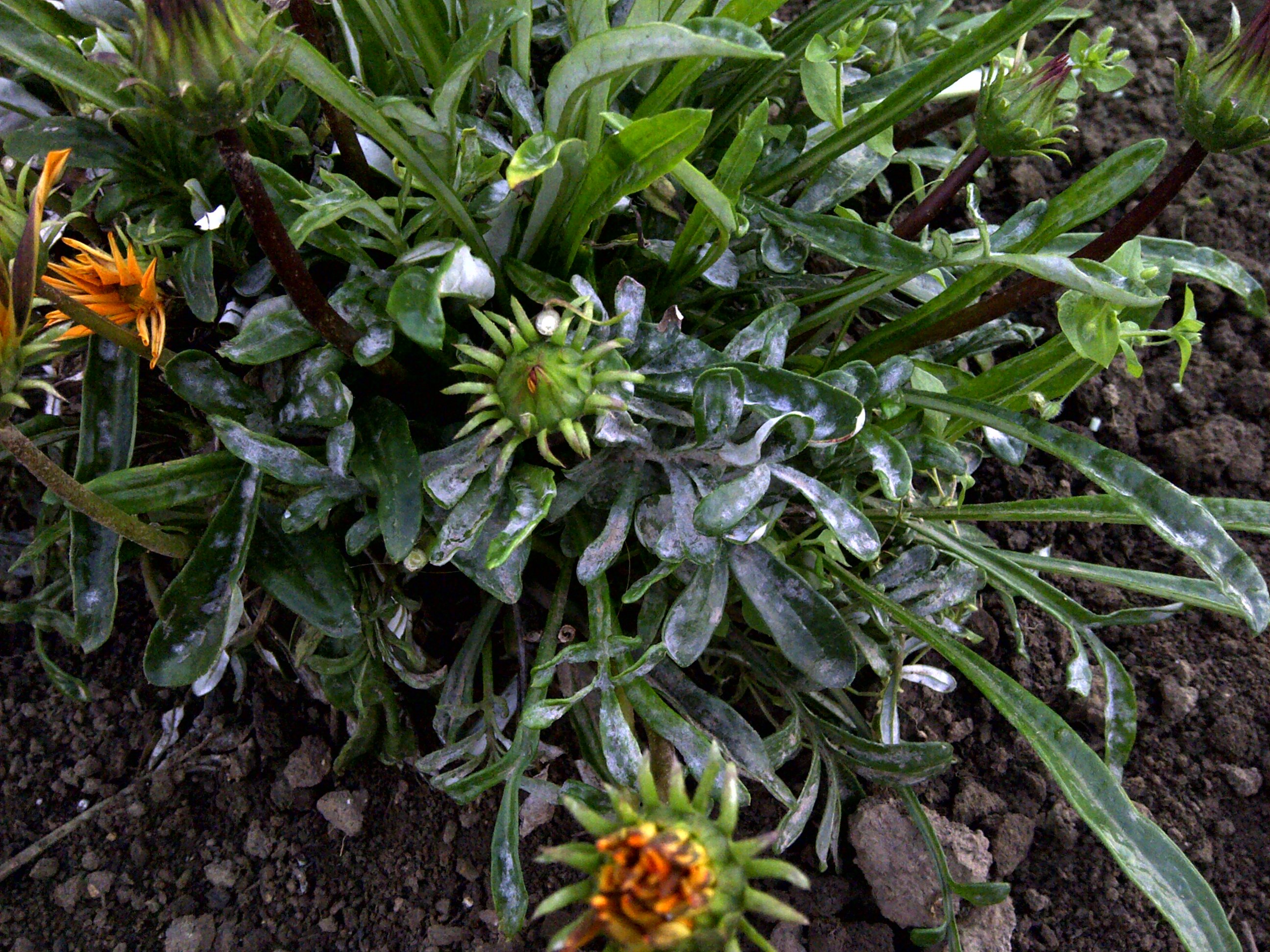 Proti padlí přírodní cestou Proti padlí přírodní cestou