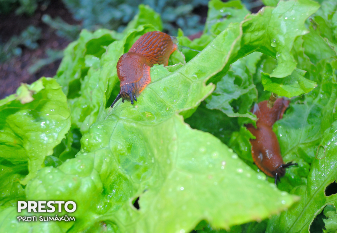 fotky-do-clanku-11 fotky-do-clanku-11