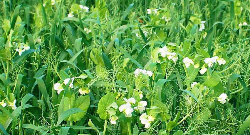 Zelené hnojení: Klíč k úrodné a zdravé půdě Zelené hnojení: Klíč k úrodné a zdravé půdě
