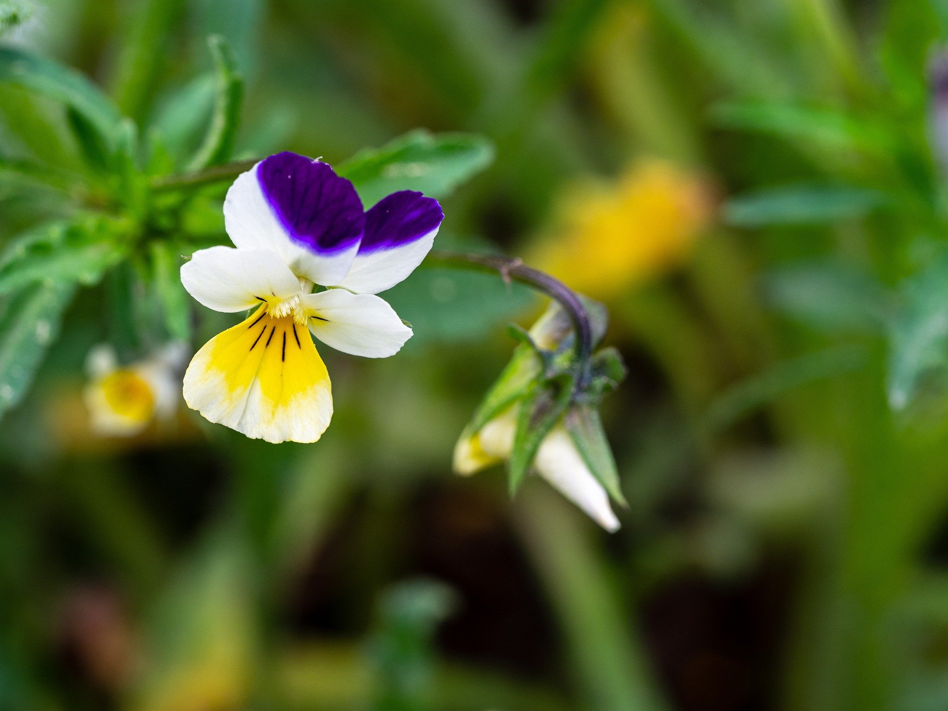 pansy-5156873_1920_violka-trojbarevna