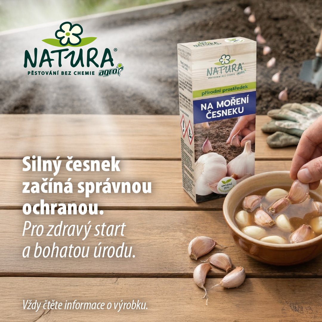 Přírodní prostředek na moření česneku