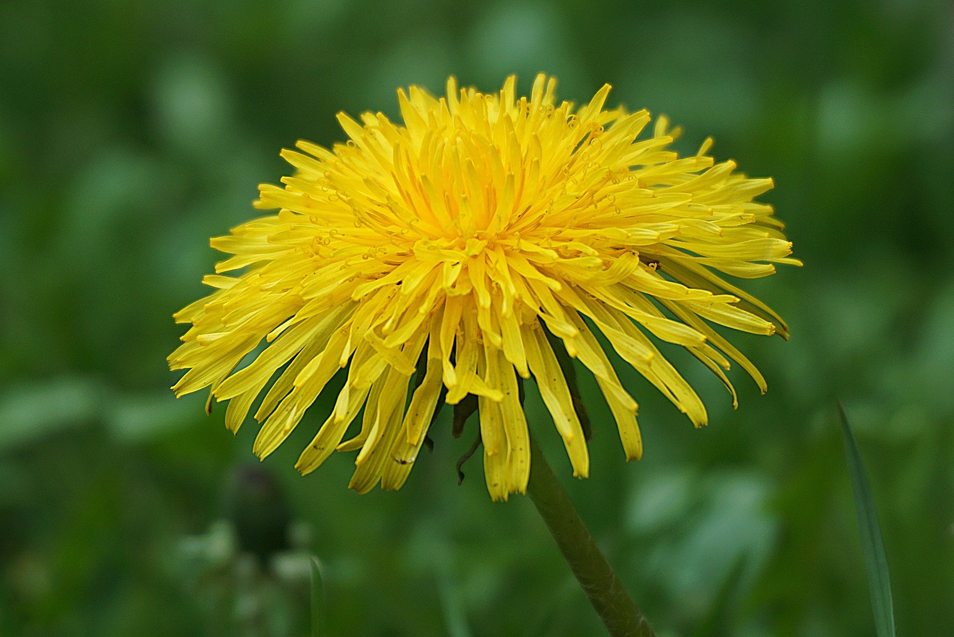 dandelion-5174890_1920_pampeliska