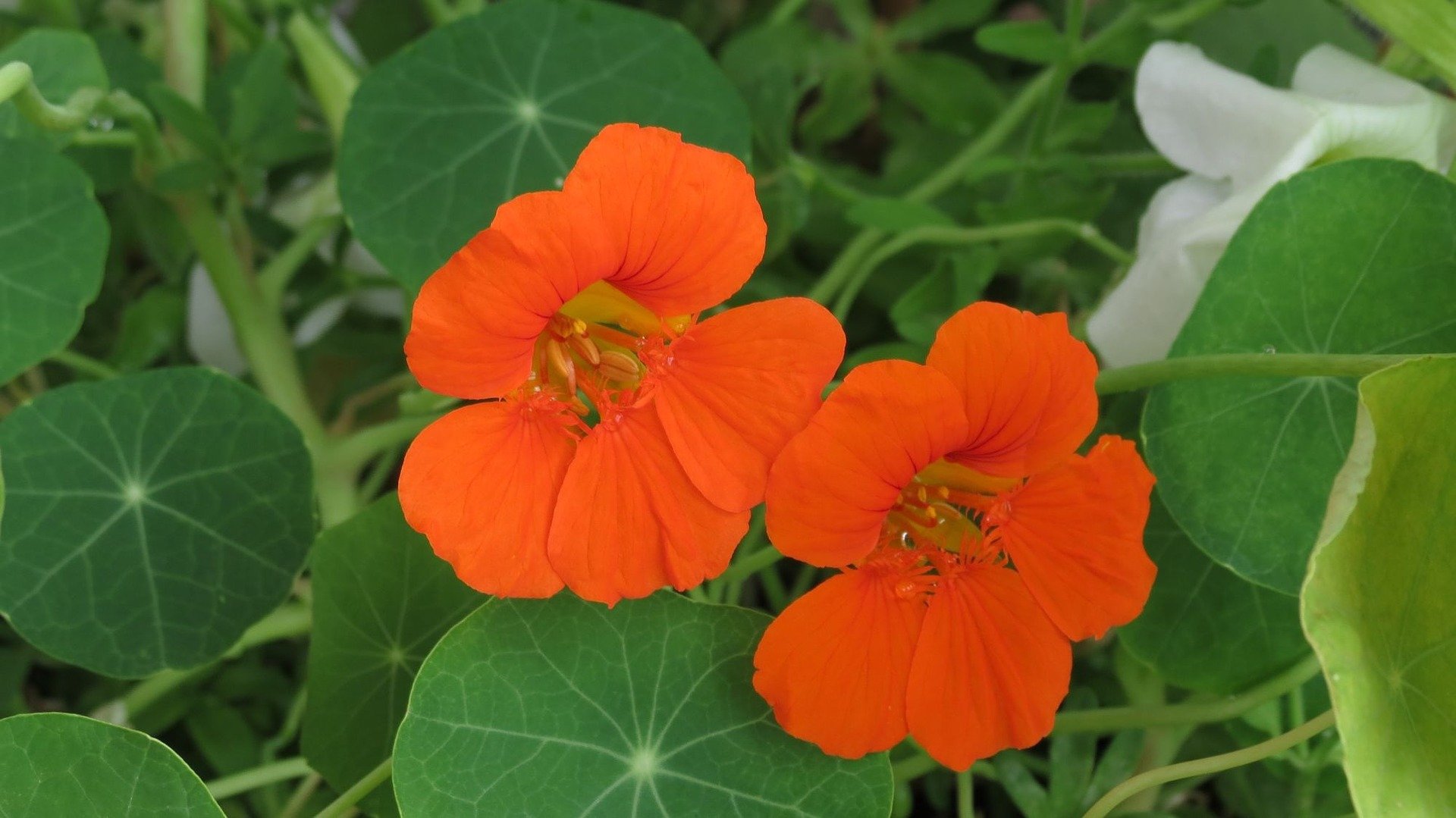 nasturtium-369479_1920_lichorerisnice