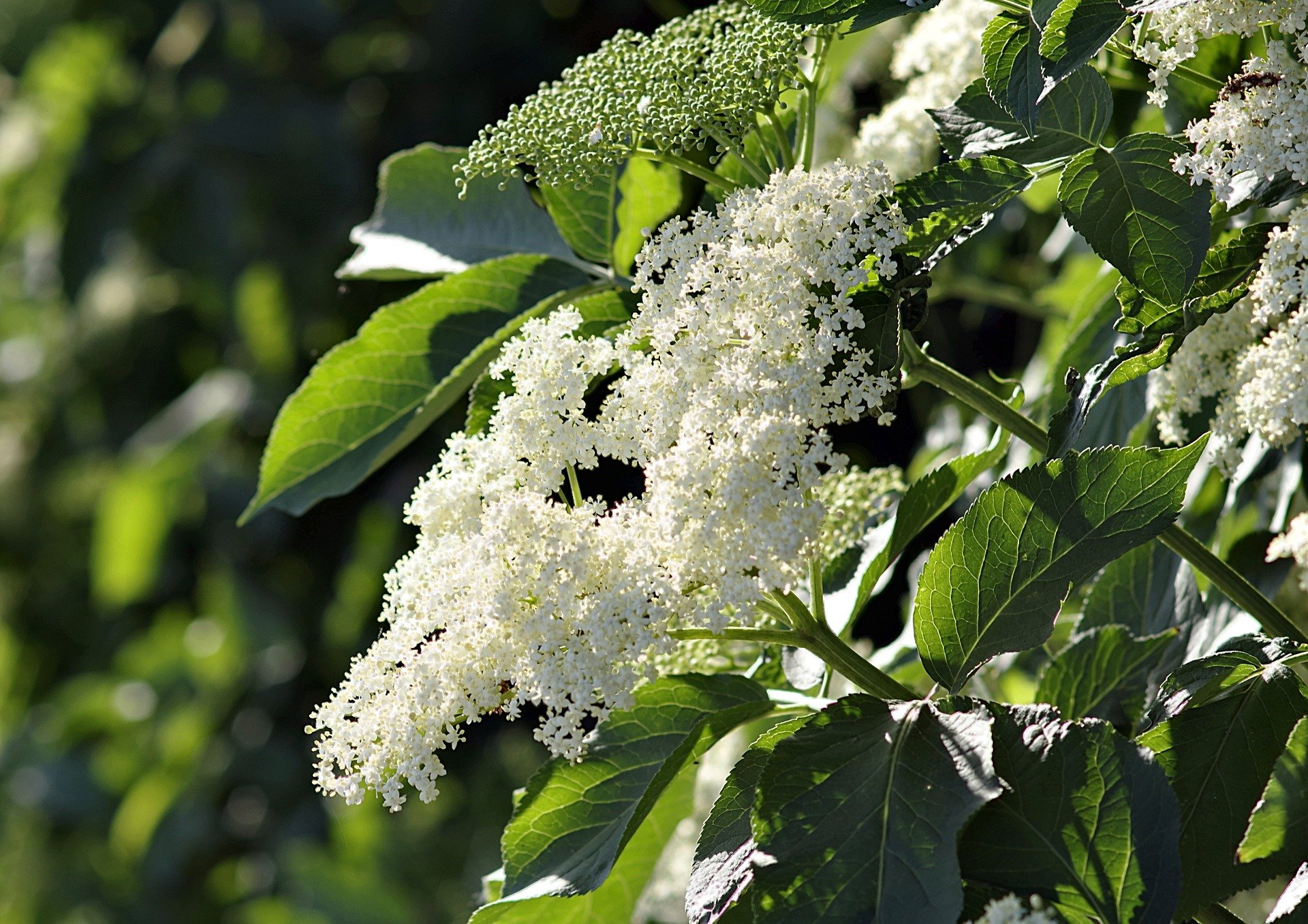 black-2384331_1920_bez-cerny