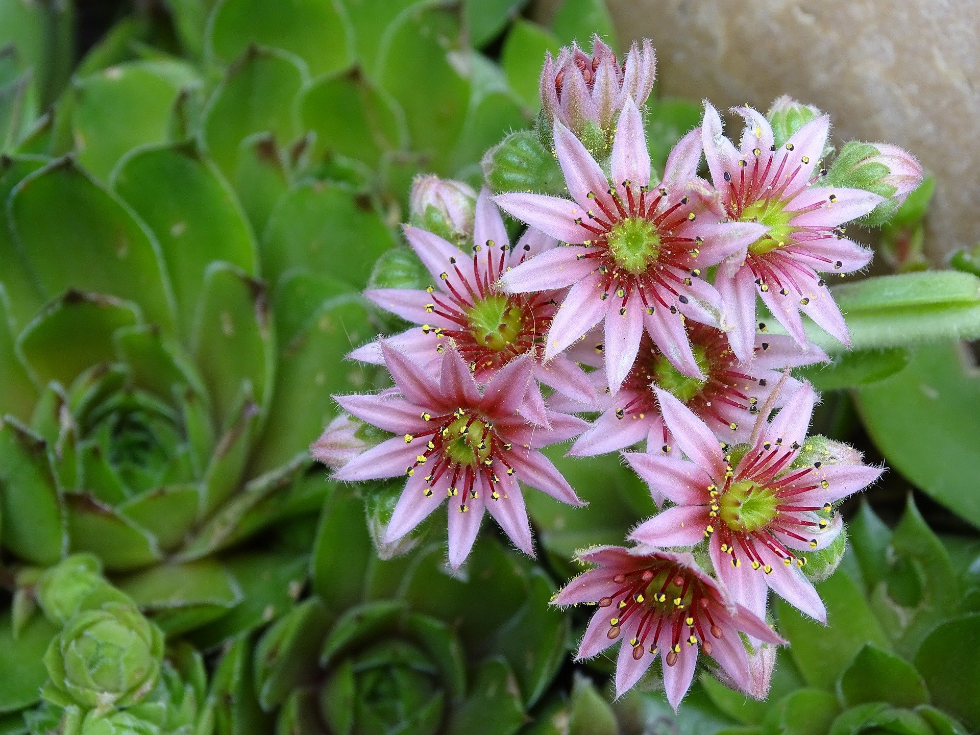 houseleek-4278360_1920_netresk-stresni